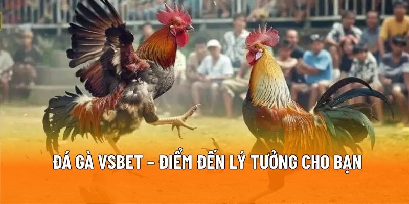 Đá gà VSBET – Điểm đến lý tưởng cho dân cá cược